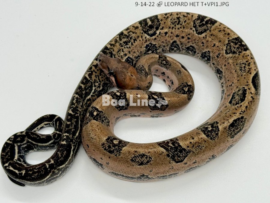 LEOPARD HET T+VPI